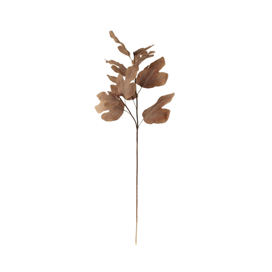 Brown Autumn Fig