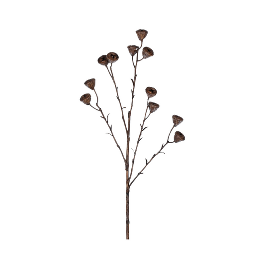 Brown Labill Spray